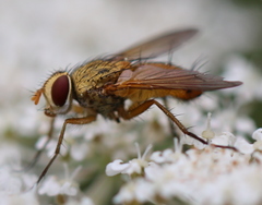 Leskia aurea
