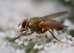 Leskia aurea