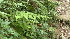 Dryopteris peranema