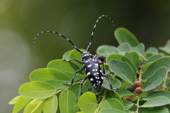 Anoplophora macularia