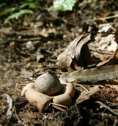 Trichaster (Photo 3 of 5)