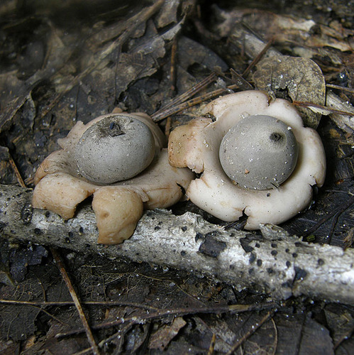 Trichaster (Photo 2 of 5)