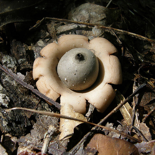Trichaster