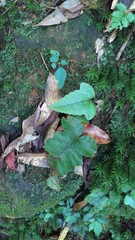 Stegnogramma wilfordii