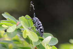 Anoplophora macularia