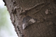 Hamadryas amphichloe