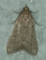 Bostra obsoletalis
