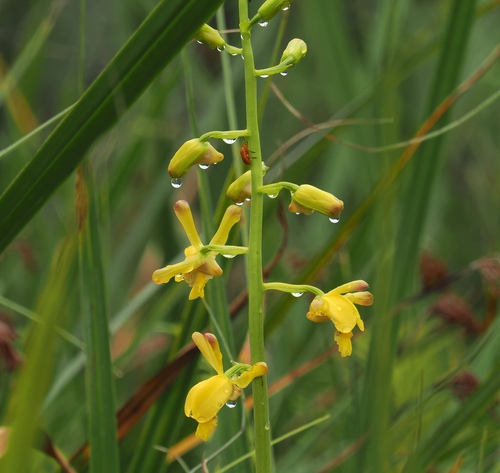 Image of Eulophia angolensis by (c) desertnaturalist, some rights reserved (CC BY)