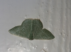 Phaiogramma etruscaria