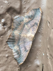 Prochoerodes lineola