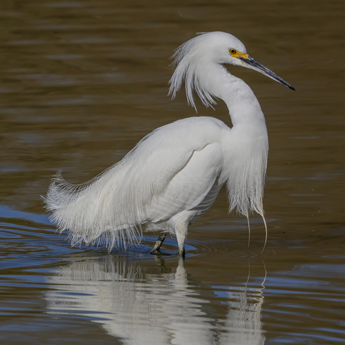 Snowy Egret photographed in Arizona