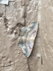 Prochoerodes lineola