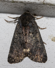 Melanchra assimilis