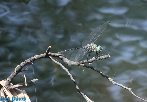 Bottletail