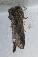 Melanchra assimilis