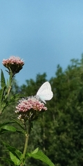 Celastrina argiolus