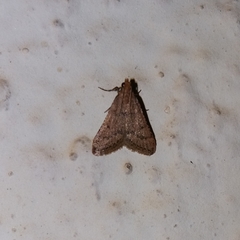 Bostra obsoletalis