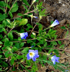 Convolvulus tricolor