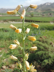 Fritillaria persica