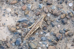 Schistocerca gregaria