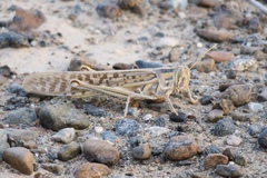 Schistocerca gregaria