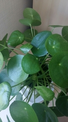 Pilea peperomioides