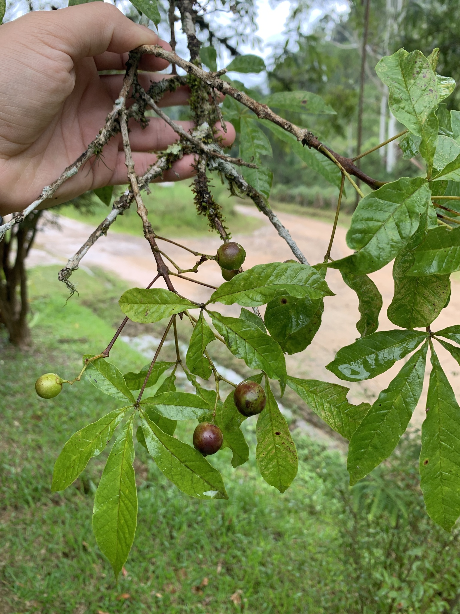 Imagem de Tarumã