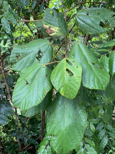 Foto de Tanheiro