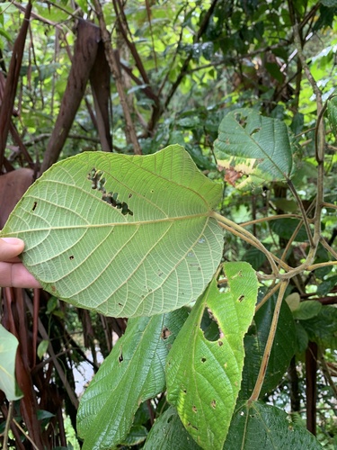 Foto de Tanheiro