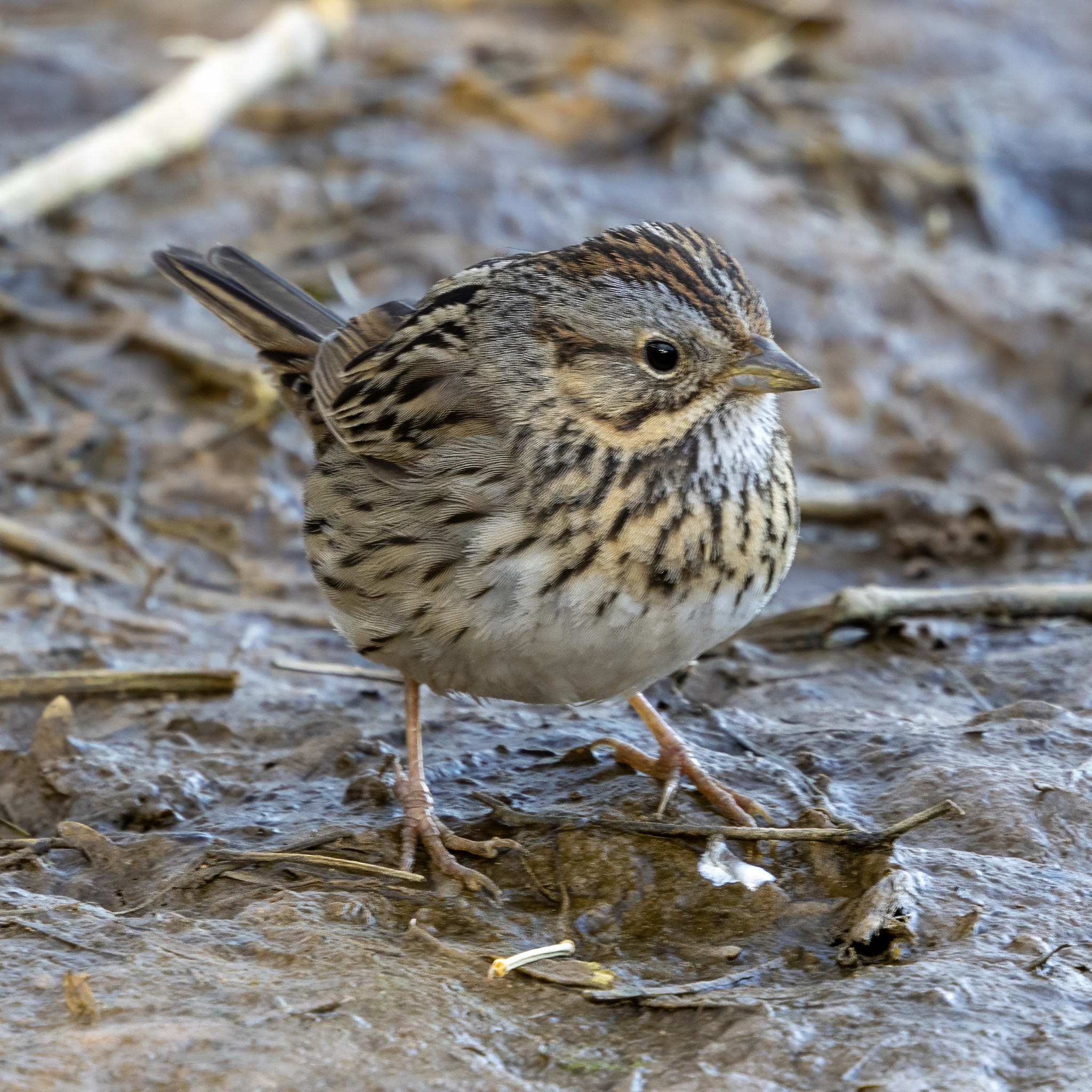 Lincoln's Sparrow (Melospiza lincolnii)