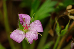 Geranium antrorsum