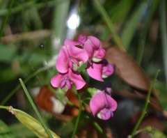 Lathyrus sylvestris