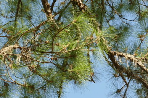 slash pine
