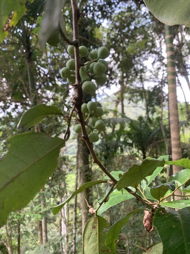 Foto de Camboatá-branco