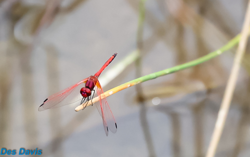 Red-veined Dropwing