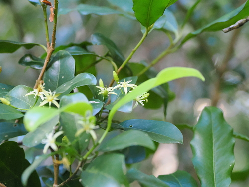 Image of Acronychia laevis by (c) Lucas Christofides, some rights reserved (CC BY)