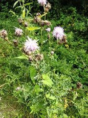 Cirsium arvense