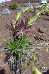 Argyroxiphium × Dubautia