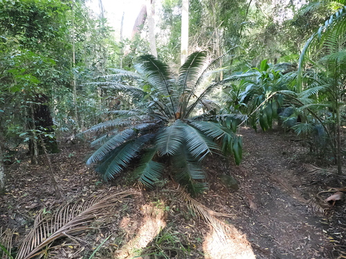 Image of Lepidozamia peroffskyana by (c) Lucas Christofides, some rights reserved (CC BY)