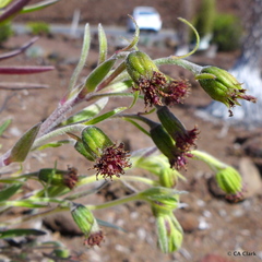 Argyroxiphium × Dubautia