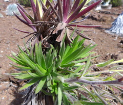 Argyroxiphium × Dubautia