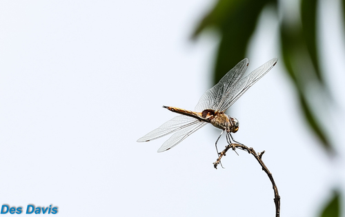 Ferruginous Glider
