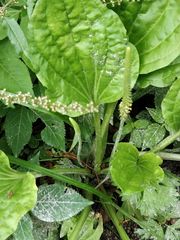 Plantago major