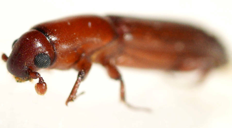 Tesserocerini