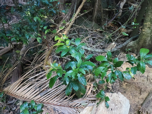 Image of Sloanea australis by (c) Lucas Christofides, some rights reserved (CC BY)
