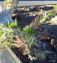 Argyroxiphium × Dubautia