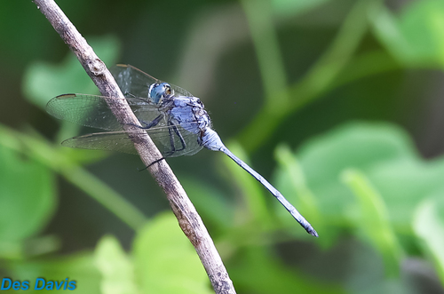 Spectacled Skimmer