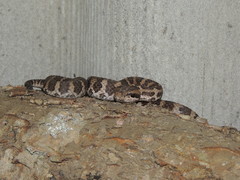 Gloydius intermedius