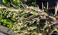 Argyroxiphium × Dubautia