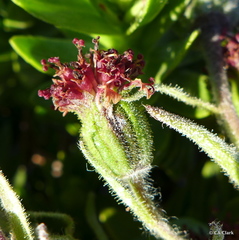 Argyroxiphium × Dubautia